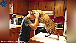 Incredible friendship between wild animals and humans