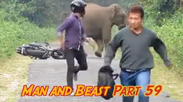 The confrontation between humans and wild and large animals