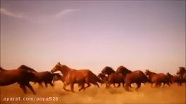 Wild horses