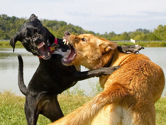 جنگ سگ ها Dogs fight