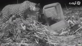 بازگردوندن توله پلنگ به مادرپلنگ