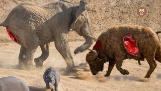 بهترین مبارزه حیوانات وحشی ببین ضرر نمیکنی +18