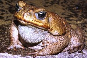 تلاش قورباغه غول پیکر برای نجات بچه هاش