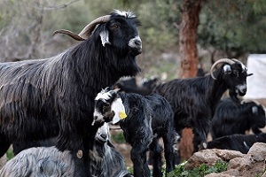 جفت گیری بز بصورت گروهی +18