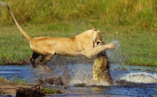 جنگ شیر و کروکدیل