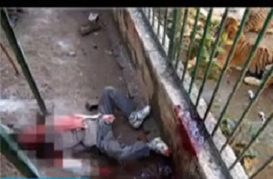 حادثه وحشتناک خورده شدن انسان توسط ببروحشی +18