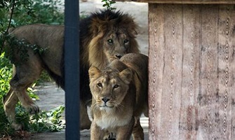 حمله حیوانات باغ وحش به مردم (بدون آسیب)