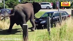 حمله حیوانات وحشی و غول پیکر به انسان ها