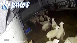 حمله حیوانات، سگ, سگ گله ,گوسفند