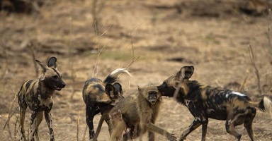فیلم حمله و نبرد سگ های وحشی در حیات وحش / حمله حیوانات، سگ کلیپ حمله حیوانات وحشی و شکار حیوانات و فیلم جنگ حیوانات وحشی در حیات وحش را در ویدناک ببینید.
