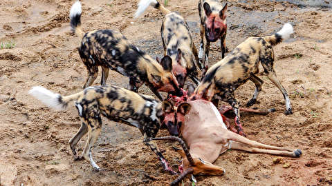 حمله وحشتناک حیوانات مبارزه حیوانات وحشی