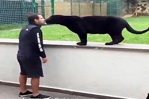 حمله وحشیانه جگوار به صاحبش