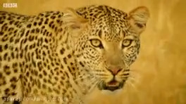 Leopards attack hedgehogs