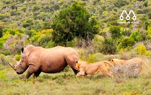 حمله کردگن به انسان و شیر