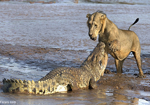 حمله کروکدیل به شیر