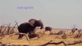 حمله گله شیر به فیل حمله تمساح