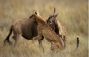 حمله یوزپلنگ به گاو یالدار