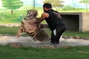 حوادث حمله حیوانات وحشی به انسان