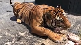 حیات وحش در باغ وحش | آلیسون یک ببر سیبری