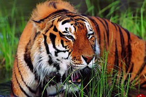 حیوانات وحشی تاحد می جنگند - حمله حیوانات به حیوانات وحشی+18