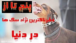 خطرناکترین نژاد سگ ها در دنیا !!