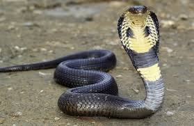 خودرن یک مار به وسیله یک مار کبرا