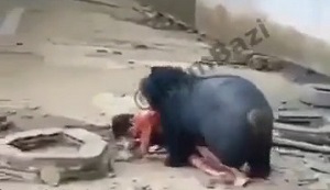 خورده شدن انسان توسط خرس +18