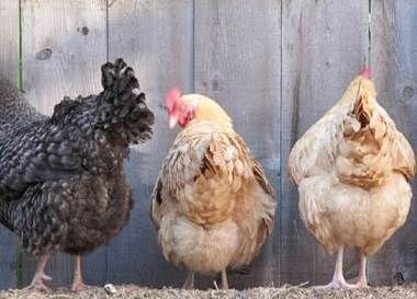 خورده شدن جوجه توسط گوسفند!