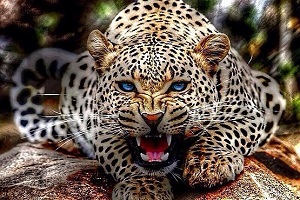 درنده ترین و کشنده ترین حیوانات جهان