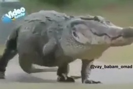 دوبله تمساح خنده دار