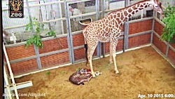 زایمان دشوار زرافه