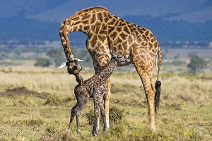 زایمان زرافه