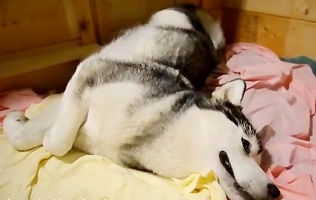 زایمان شش قلوی سگ