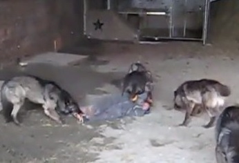 زنده زنده خوردن آدم