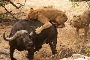 شكار بوفالو توسط شیر درنده