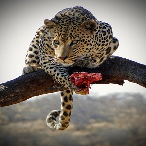 شکار بی نظیر حیوانات درنده