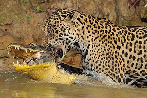 شکار تمساح توسط شیر