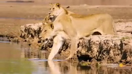 شکار حیوانات , تمساح ,شیر