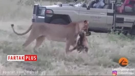 شکار سگ وحشی توسط شیر