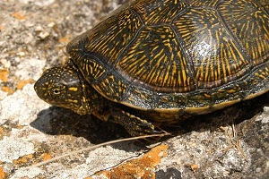 شکار لاک پشت گوشت خوار