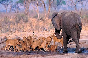 شکار کردن فیل توسط شیر نر