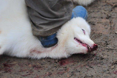 شکنجه حیوانات برای تولید چرم