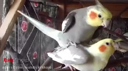 فیلم جفتگیری طوطی عروس هلندی