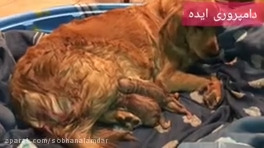 فیلم زایمان سگ از مرحله اول تا آخر