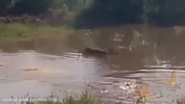 The deadliest wildlife scenes