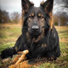 مسابقات سگ برترین سگ ژرمن شپرد ایران زیر G3