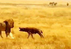 مستند حیات وحش خیلی خفن