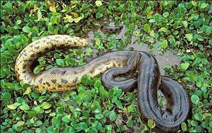 مستند حیوانات درنده آمازون