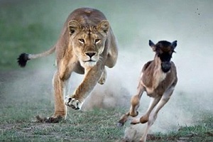 مستند-حیوانات وحشی-آفرینش-رازبقاء +18