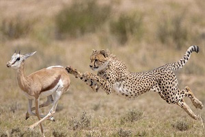 مستند حیوانات وحشی اگر نبینی از جیبت رفته +18